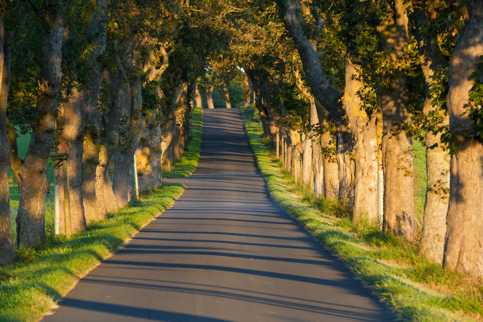 Allee im Sonnenuntergang