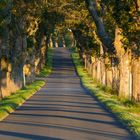 Allee im Sonnenuntergang