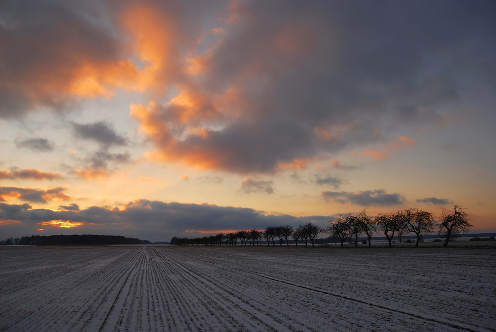 Allee im Sonnenuntergang