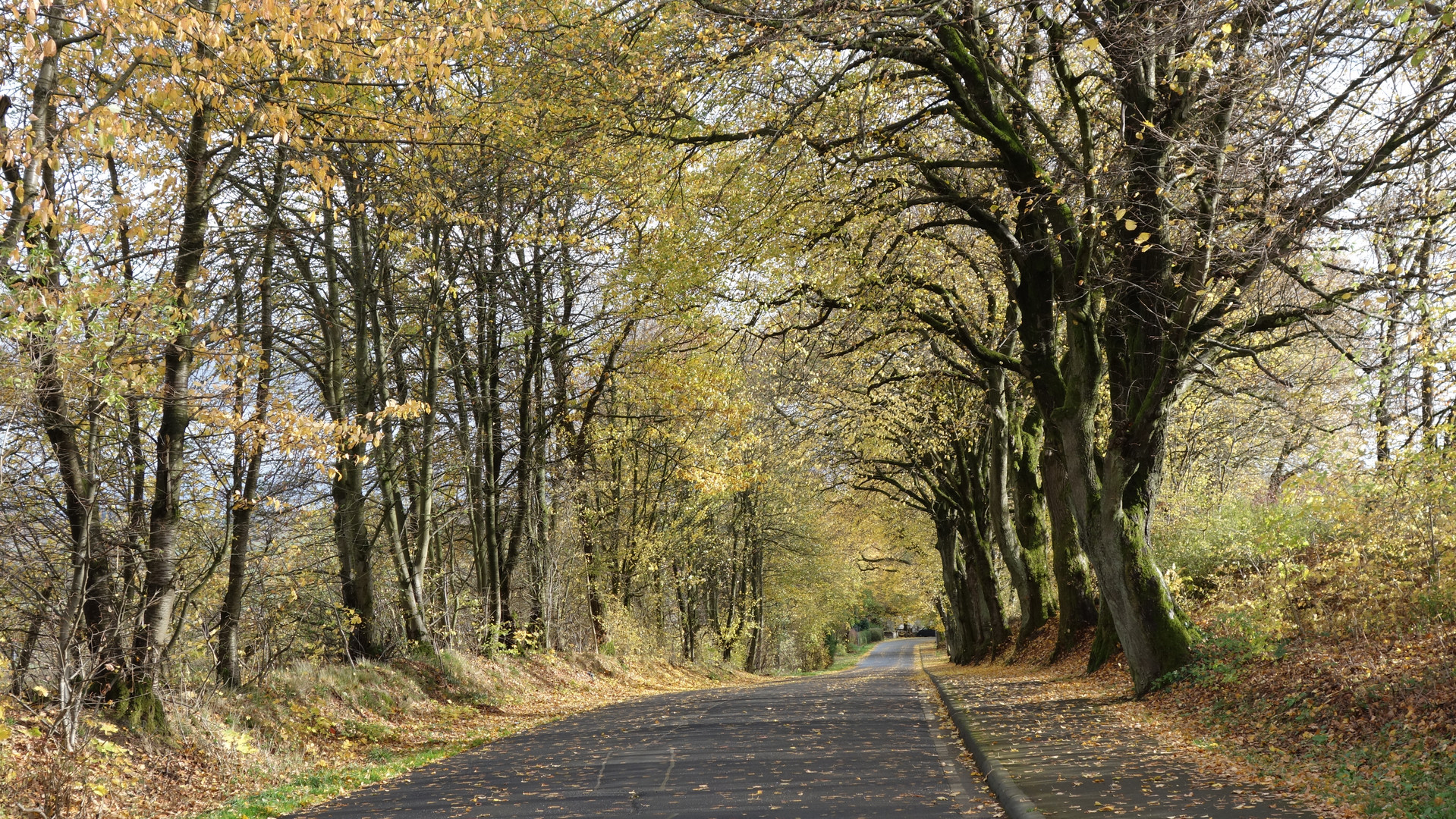 Allee im Spätherbst