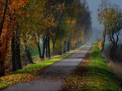 Allee im Spätherbst