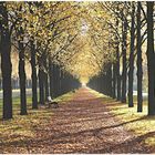 Allee im Spätherbst II (neu)