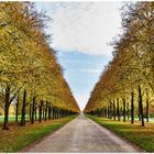 Allee im Spätherbst (neu)