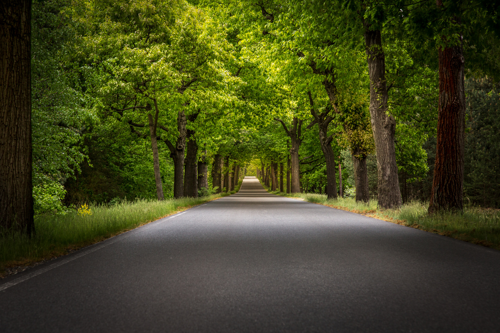 Allee im Spreewald