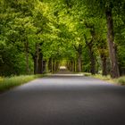 Allee im Spreewald