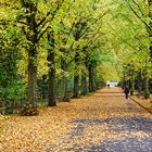 Allee im Südpark