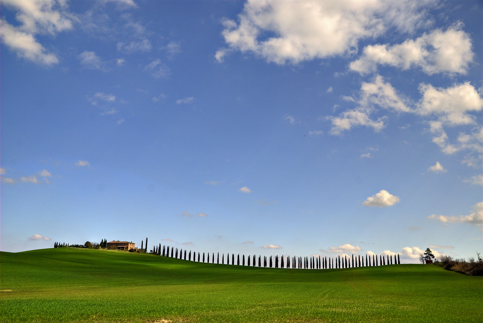 Allee im Val d’Orcia