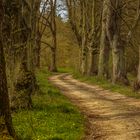 Allee im Vischeltal (Eifel)