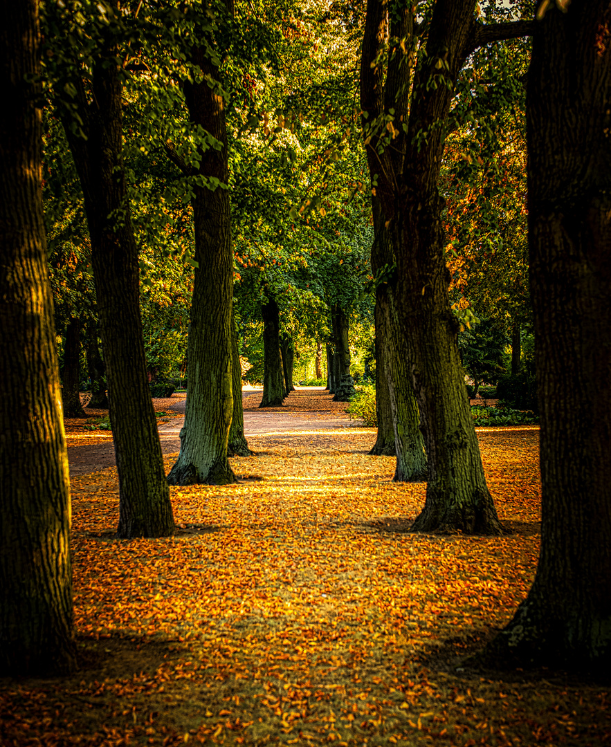 Allee im Westfriedhof Magdeburg