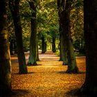 Allee im Westfriedhof Magdeburg