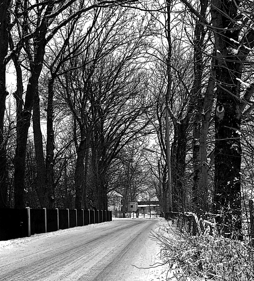 Allee im Winter