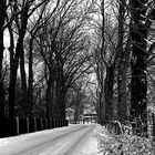 Allee im Winter