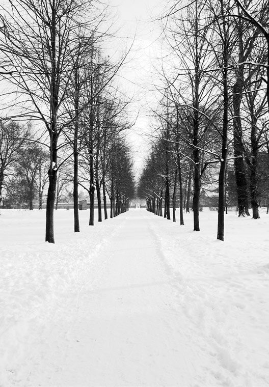 Allee im Winter