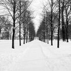 Allee im Winter