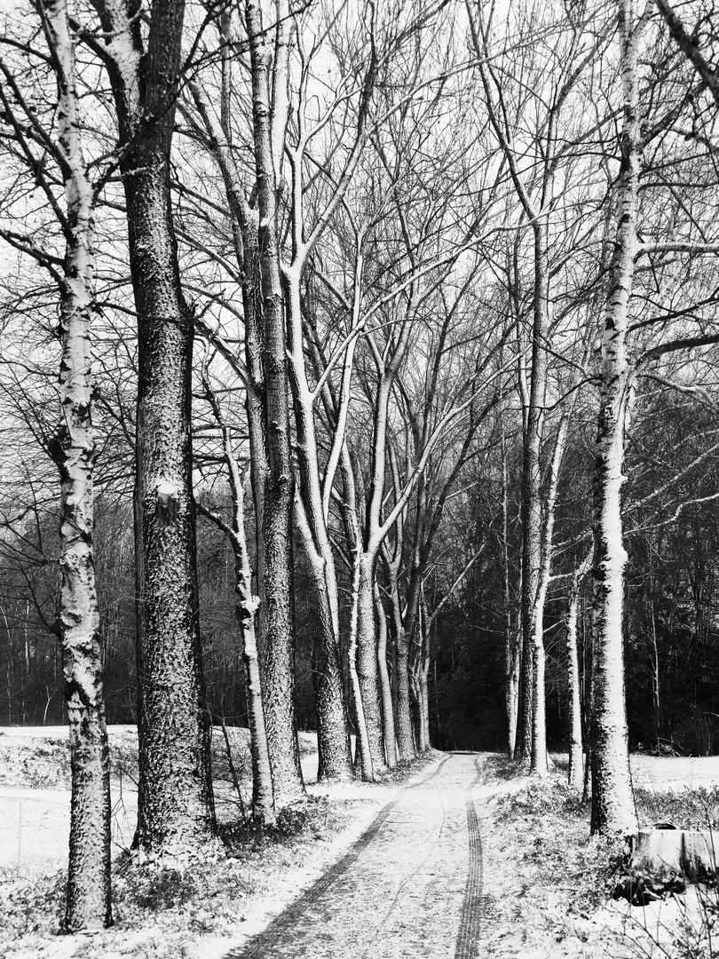 Allee im Winter