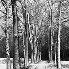 Allee im Winter