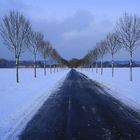 Allee im Winter