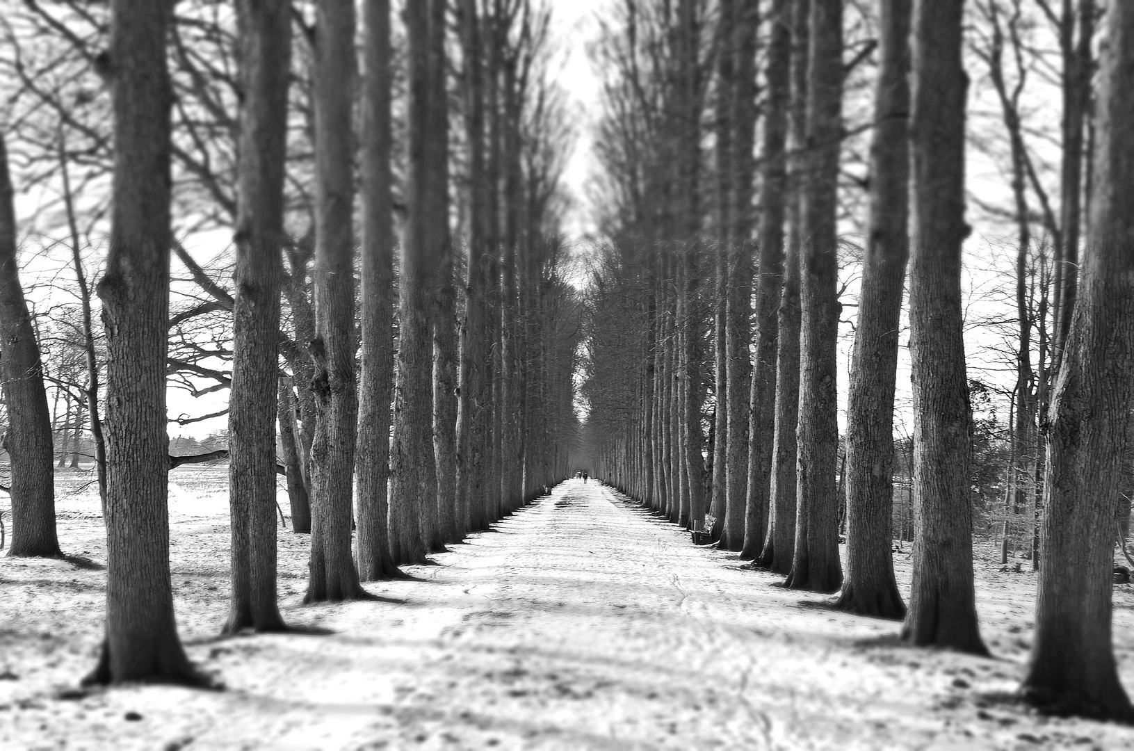 Allee im Winter