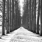 Allee im Winter