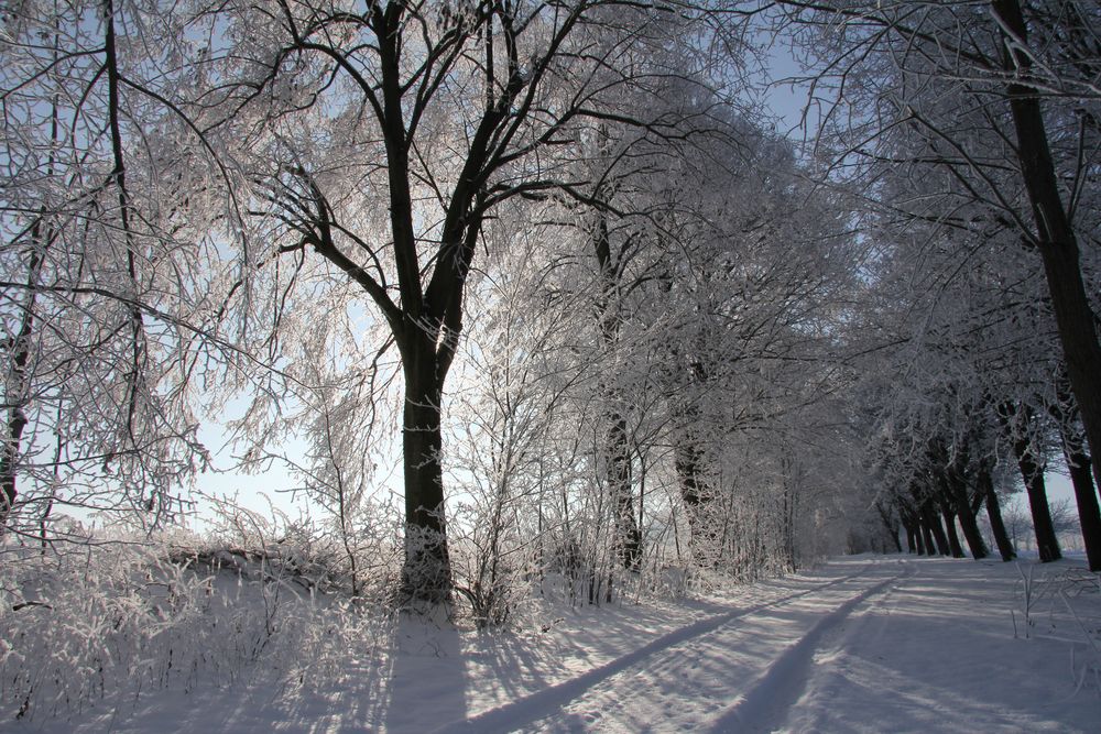 Allee im Winter