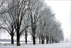 Allee im Winter