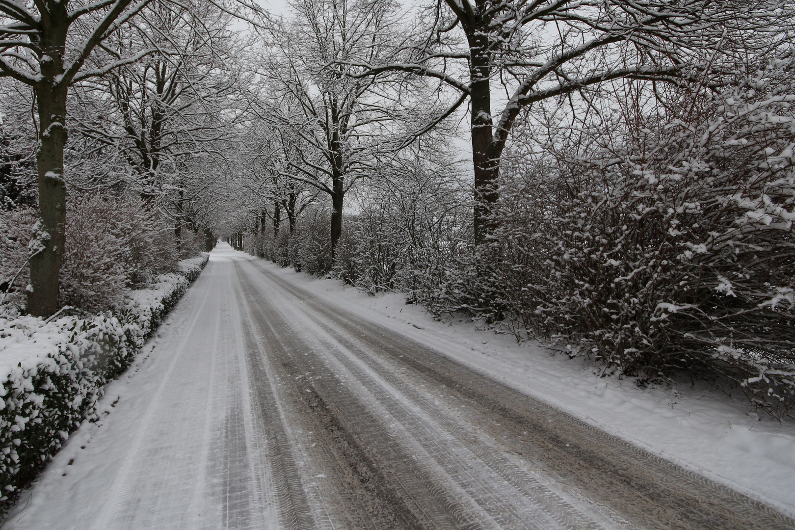 Allee im Winter 