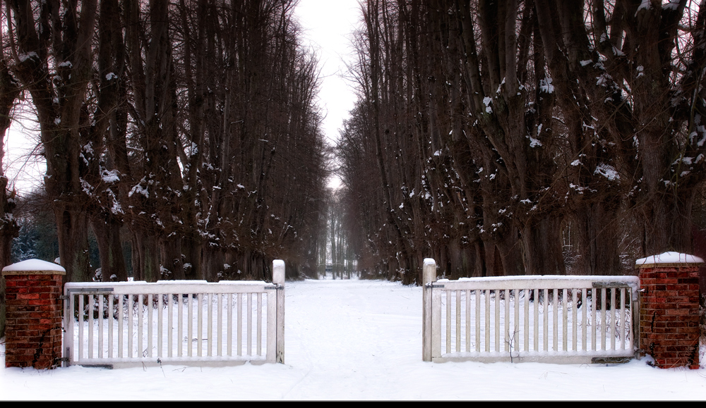 Allee im Winter