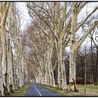 Allee im Winter ohne Schnee