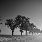 Allee im Winterkleid