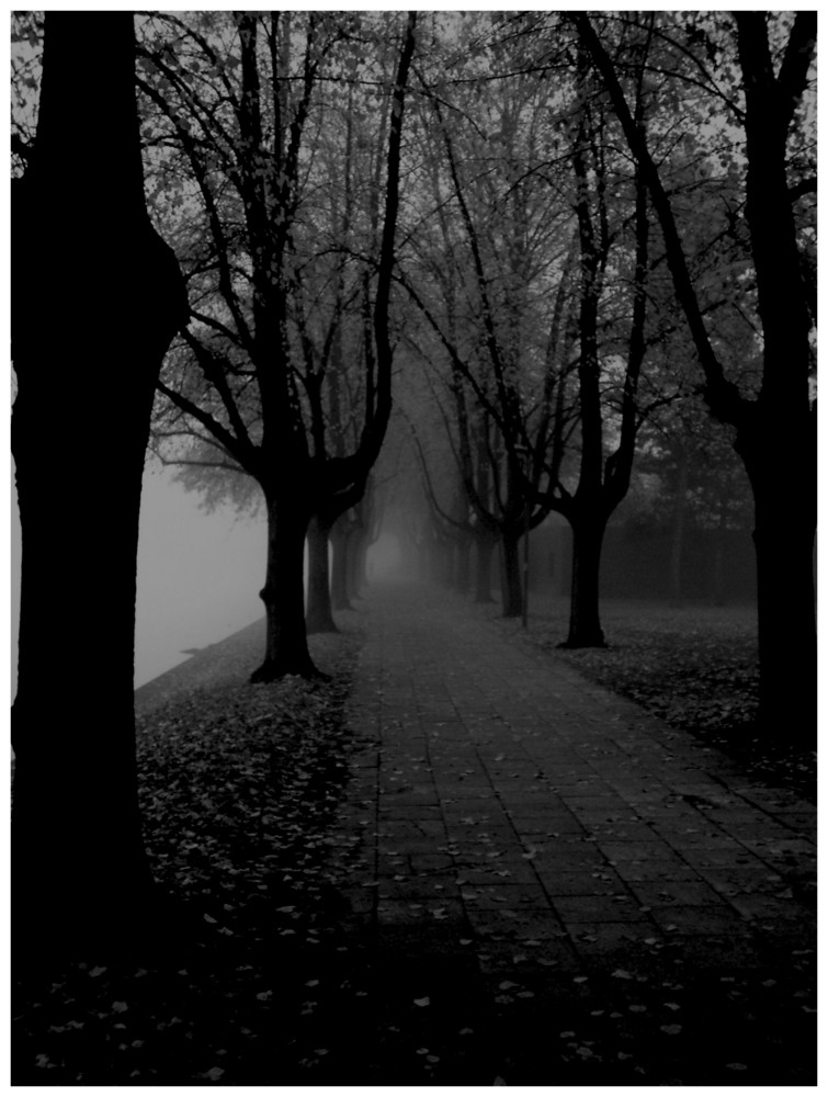 Allee im Winternebel