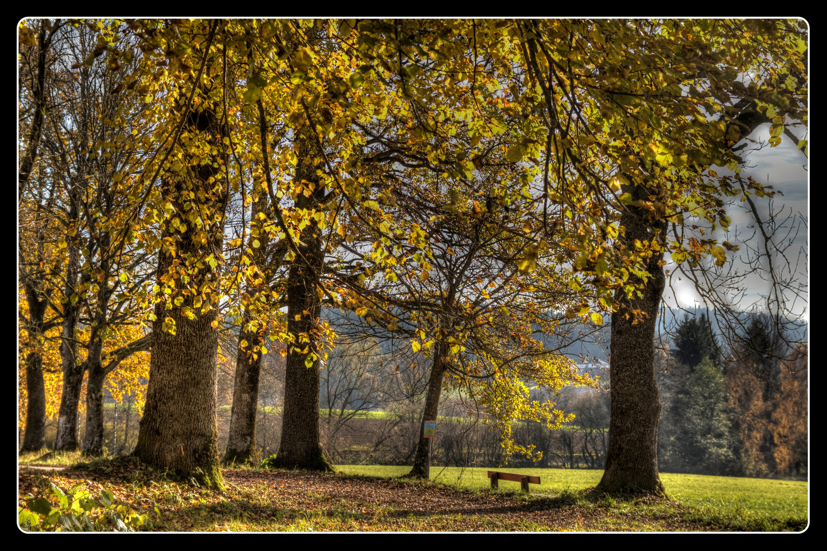 Allee in Aigen-Schlägl