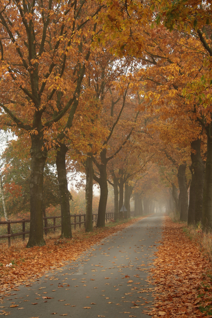 Allee in Arcen