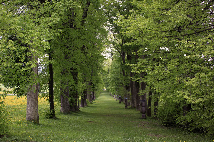 Allee in Bärnau