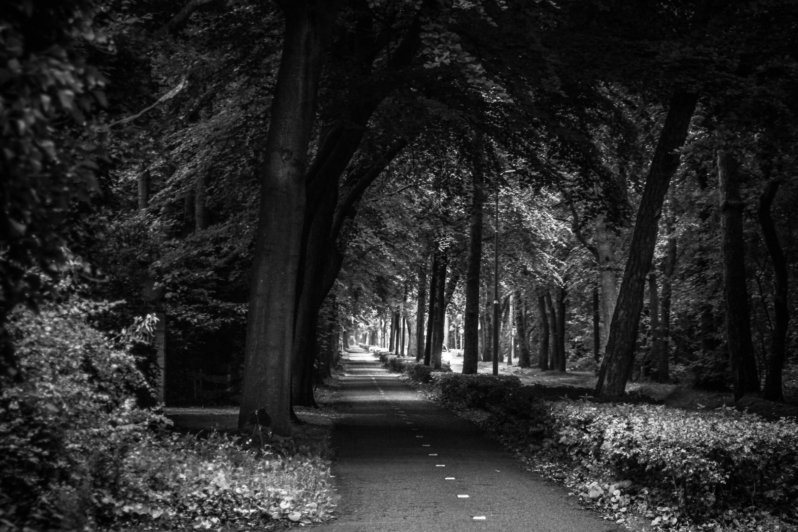 Allee in Bergen Nordholland