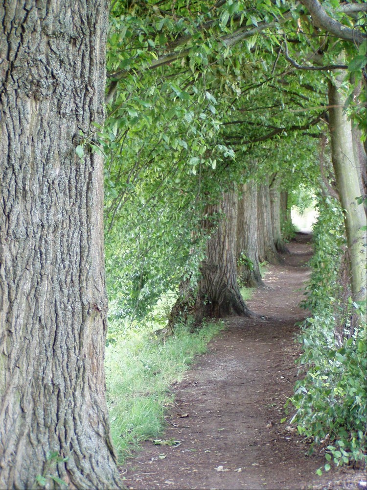 Allee in Blätterpracht