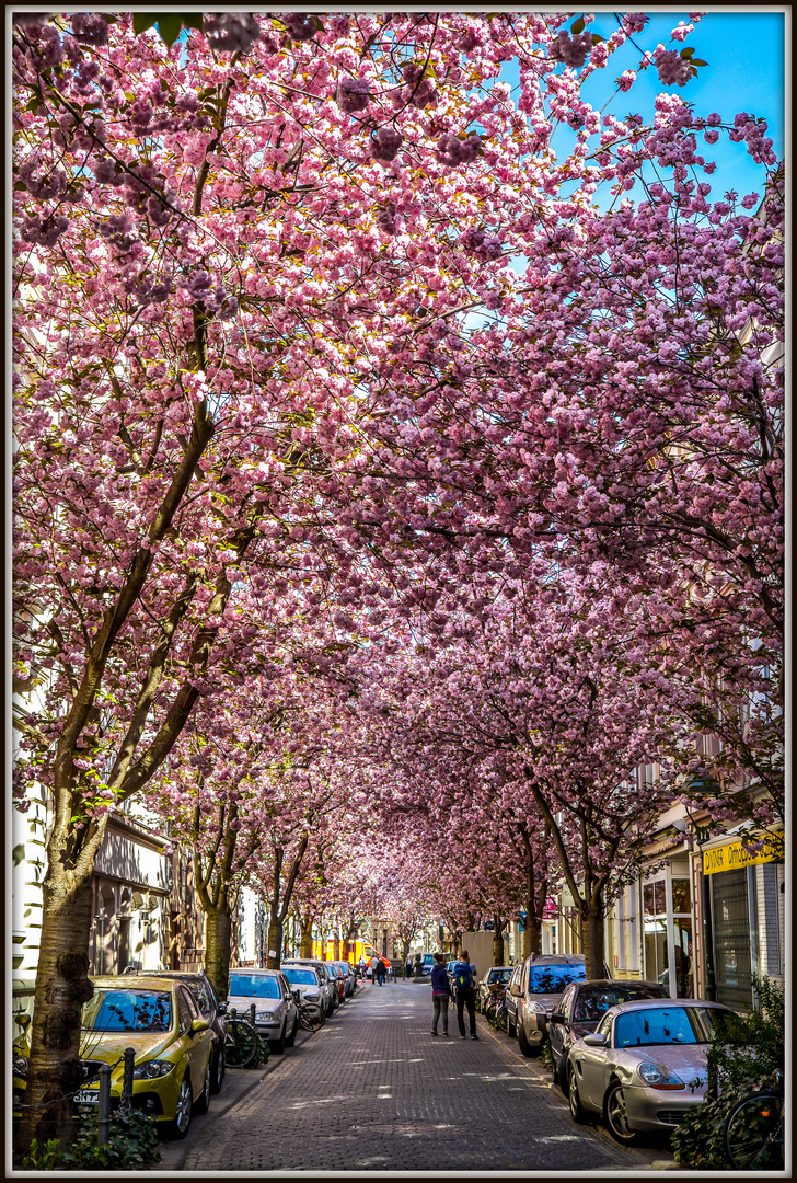 Allee in Bonn..........