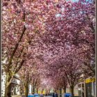 Allee in Bonn..........