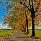 Allee in den Herbst