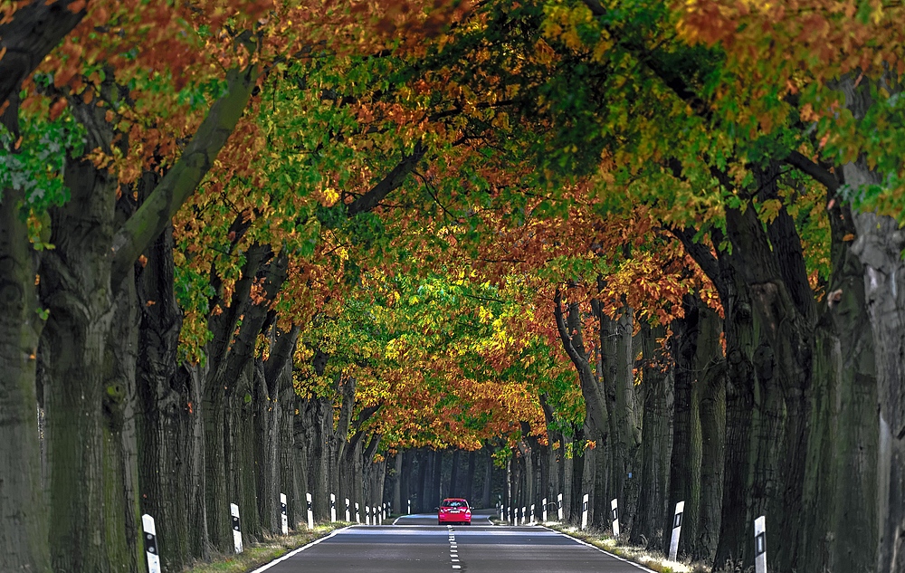 Allee in den Herbst .....