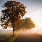 Allee in den Herbst