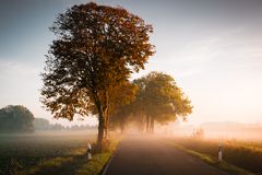 Allee in den Herbst