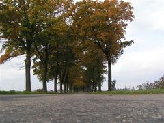 Allee in den Herbst