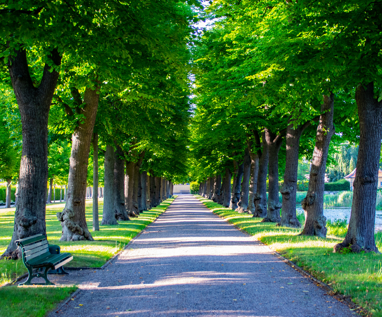 Allee in den Herrenhäuser Gärten 