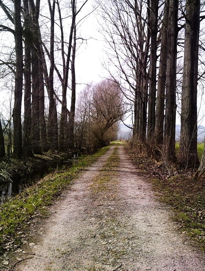 Allee in den Wiesen