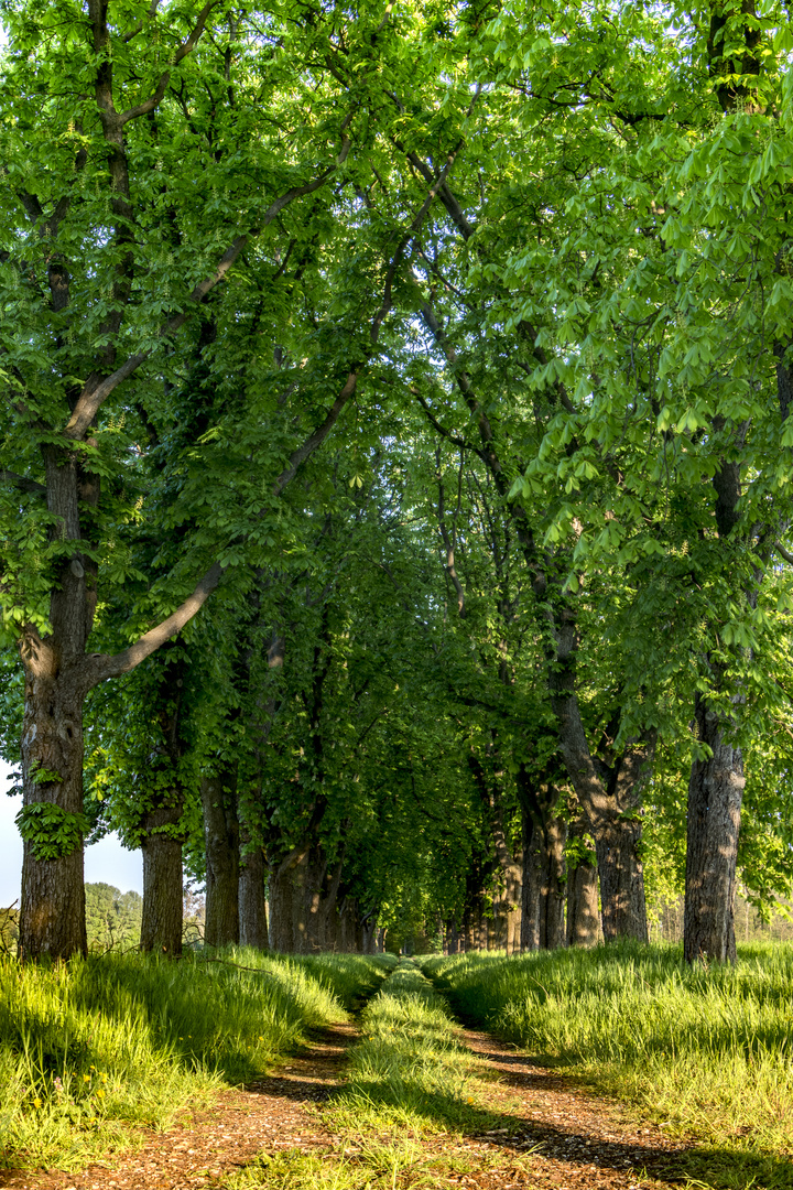 Allee in der Abendsonne