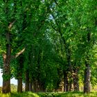 Allee in der Abendsonne