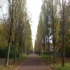 Allee in der Beimssiedlung / Magdeburg