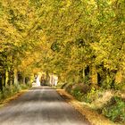 Allee in der Eifel