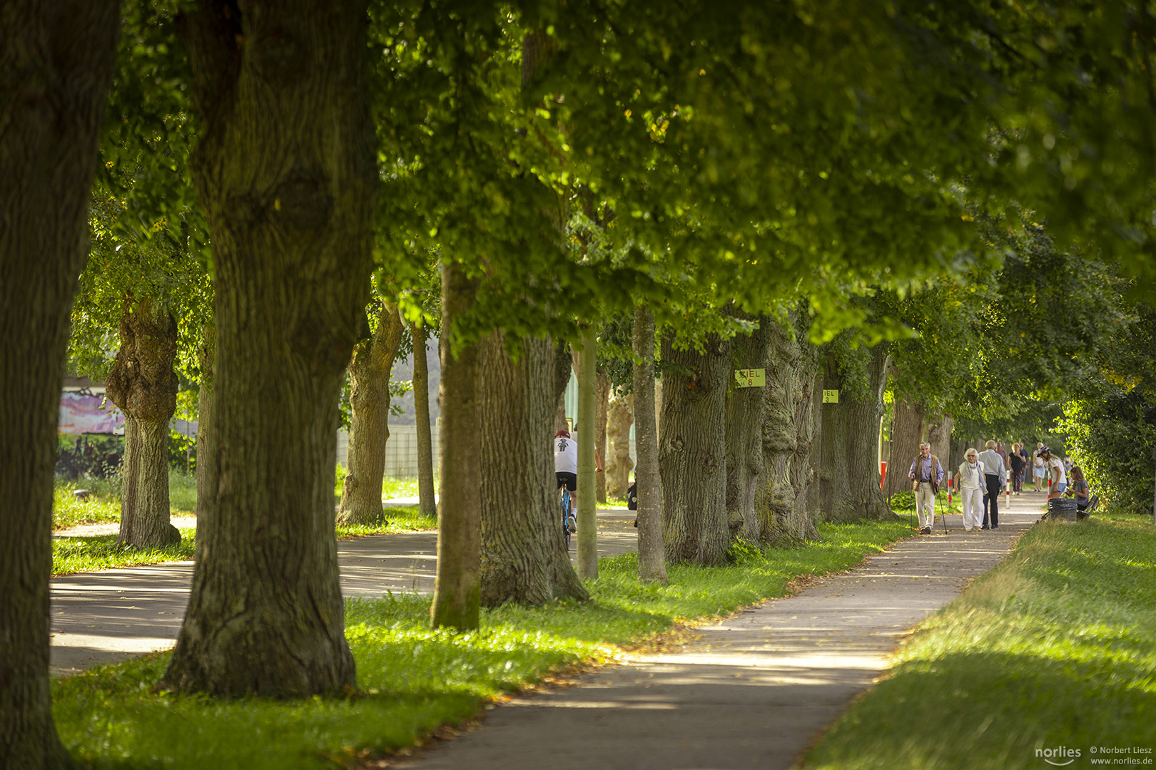 Allee in der Ilsungstraße