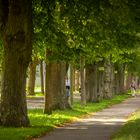 Allee in der Ilsungstraße